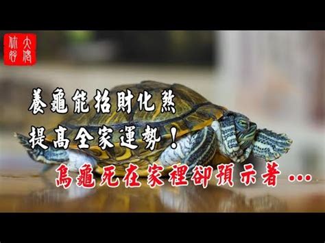 烏龜代表|【烏龜代表】探索烏龜代表的吉祥寓意和象徵